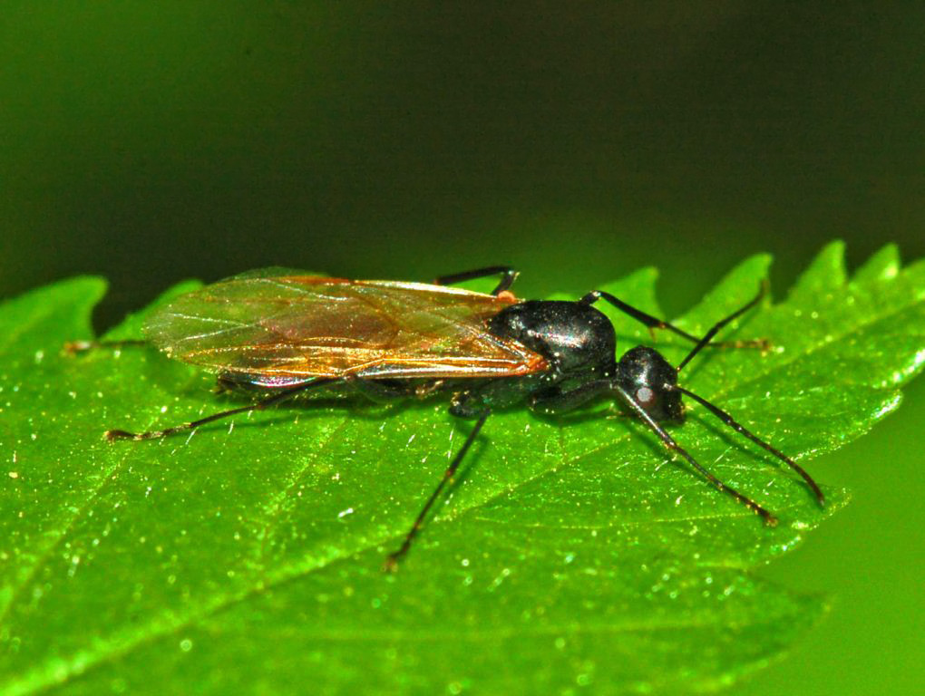 Sessuato di Formicidae (maschio di Messor?).